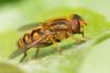 Parhelophilus versicolor